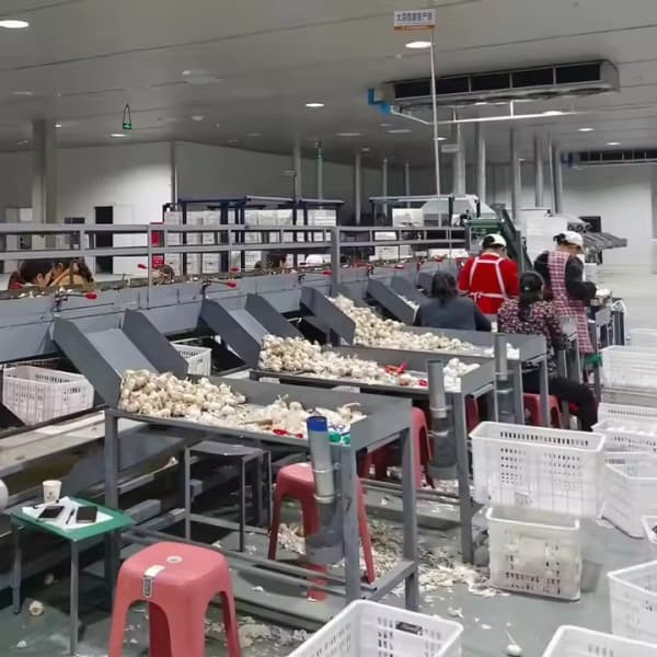 Garlic Peeling Sorting Garlic Date Cherry Fruit Size Sorting Sorter Machine Fruits And Vegetables Sizes Sorting Machines Line